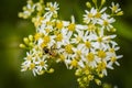 Honey Bees on Parasol Whitetop Wildflowers Royalty Free Stock Photo