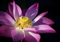 Honey bees on a pink lotus flower under the sunlight Royalty Free Stock Photo