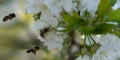 Honey bees polinate white cherry blossoms - banner size Royalty Free Stock Photo