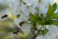 Honey bees polinate white cherry blossoms - banner size Royalty Free Stock Photo