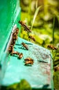 Honey bees with pollen basket which flying in their hive