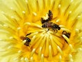 Honey bees pollinate at the pollen of yellow water lily