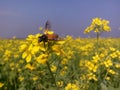 Honey Bees Pollinating a Beautiful Yellow Mustard Flower. Beautiful Natural Image. Royalty Free Stock Photo