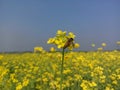 Honey Bees Pollinating a Beautiful Yellow Mustard Flower. Beautiful Natural Image. Royalty Free Stock Photo