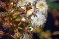 Honey bees pollinating a flowering gum tree Royalty Free Stock Photo