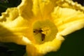 Honey bees pollinating pumpkin flower in kitchen garden in late summer Royalty Free Stock Photo