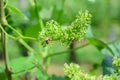 Honey bees pollinating vine blossom in vineyard in early spring