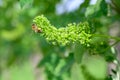 Honey bees pollinating vine blossom in vineyard in early spring Royalty Free Stock Photo