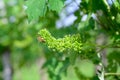 Honey bees pollinating vine blossom in vineyard in early spring