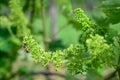 Honey bees pollinating vine blossom in vineyard in early spring