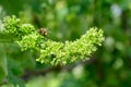 Honey bees pollinating vine blossom in vineyard in early spring Royalty Free Stock Photo