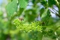 Honey bees pollinating vine blossom in vineyard in early spring Royalty Free Stock Photo