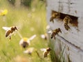 Honey bees returning to their white hives in open field