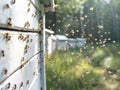 Honey bees returning to their white hives in open field