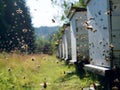 Honey bees returning to their white hives in open field