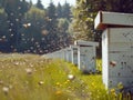 Honey bees returning to their white hives in open field