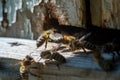 Honey bees sitting on old, textured wood. Close up