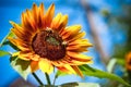 Honey bees on sunflower Royalty Free Stock Photo