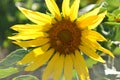 Honey Bees In A Sunflower Royalty Free Stock Photo