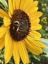 Honey Bees on Sunflowers