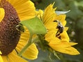 Honey Bees on Sunflowers