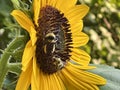 Honey Bees on Sunflowers