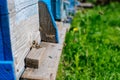 Honey bees swarm in the hive. Royalty Free Stock Photo