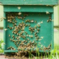 Honey bees swarming