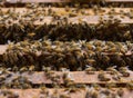 Honey bees swarming on a honeycomb Royalty Free Stock Photo