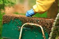 Honey bees swarming on honeycomb Royalty Free Stock Photo