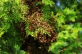 Honey bees swarming on tree