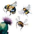 Honey bees and thistle watercolor illustration isolated Royalty Free Stock Photo