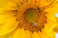 Honey bees on top of a yellow sunflower