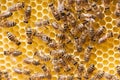 Honey bees working on honey comb Royalty Free Stock Photo