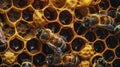Honey Bees Working on Honeycomb Close-up Royalty Free Stock Photo