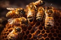 Honey bees working on honeycomb closeup