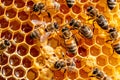 Honey Bees Working on Honeycomb Royalty Free Stock Photo