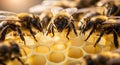 Honey bees working on honeycomb extracting nectar for making honey Royalty Free Stock Photo
