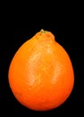 Honey Bell orange