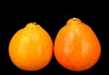 Honey Bell oranges