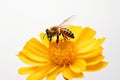 Pollen orange beauty blossom closeup bee nature honey insect nectar flower pollination