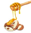 honey and brazil nuts Royalty Free Stock Photo