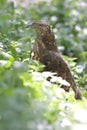 Honey buzzard