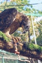 Honey-buzzard eating fresh chicken meat