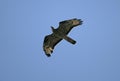 Honey buzzard, Pernis apivorus Royalty Free Stock Photo