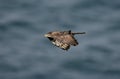 Honey buzzard, Pernis apivorus Royalty Free Stock Photo