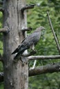 Honey buzzard, Pernis apivorus Royalty Free Stock Photo