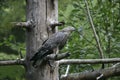 Honey buzzard, Pernis apivorus Royalty Free Stock Photo