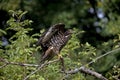 Honey Buzzard, pernis apivorus, Taking off, Normandy