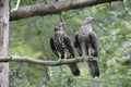 Honey buzzard, Pernis apivorus Royalty Free Stock Photo